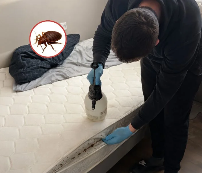 Technicien traitant un matelas contre les punaises de lit à Fontaine-le-Port